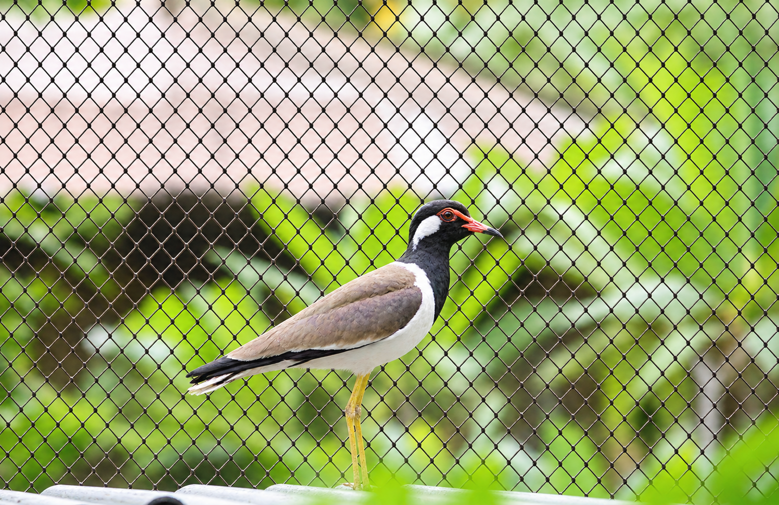 Bird Netting